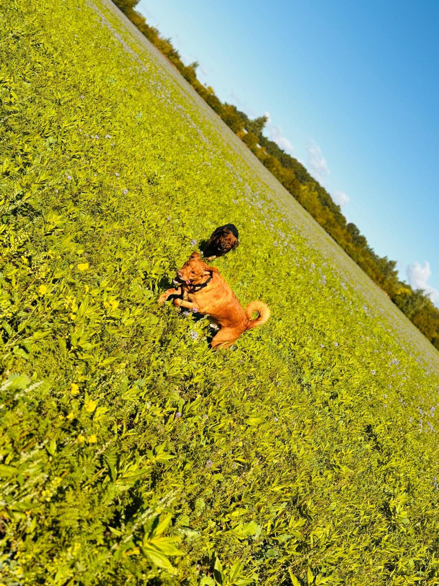 Ferienhaus Im Gruenen بريتسفالك المظهر الخارجي الصورة